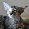 http://shimaya.ru/ru/?p=friendkittens
