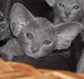 http://shimaya.ru/ru/?p=kittens&i=all